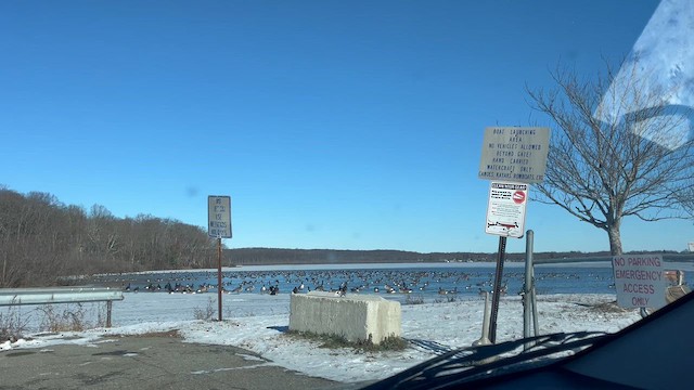 Канадская казарка - ML646791730