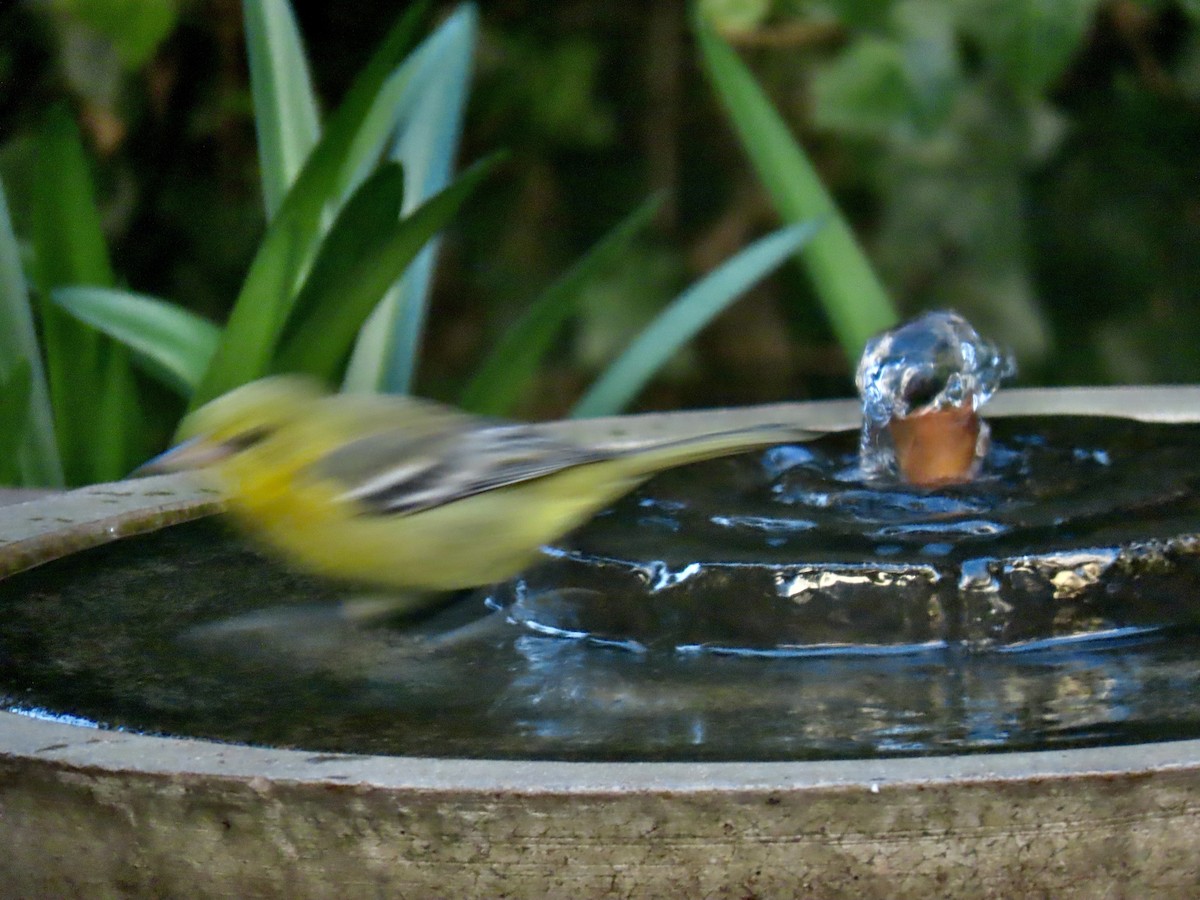 Oriole des vergers - ML646791731