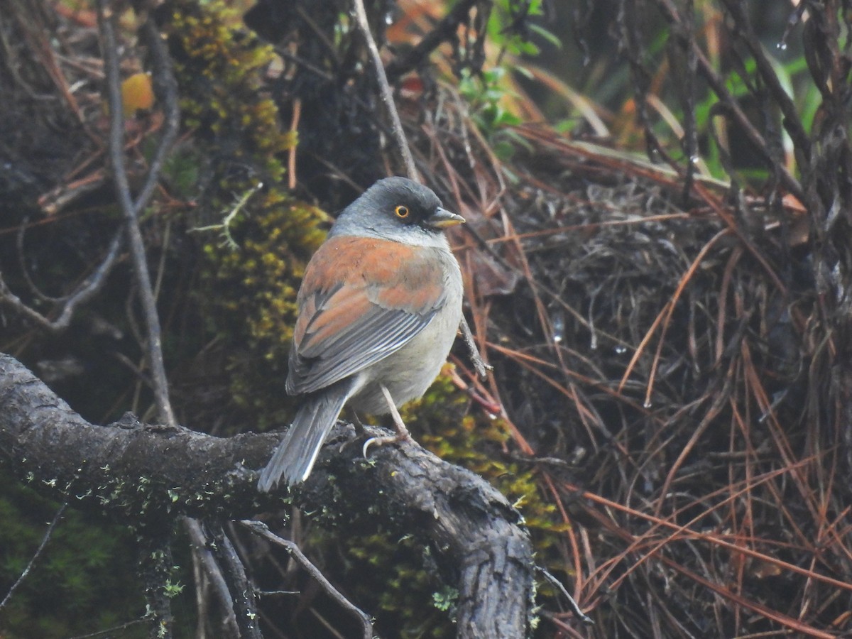 Yellow-eyed Junco - ML646791734