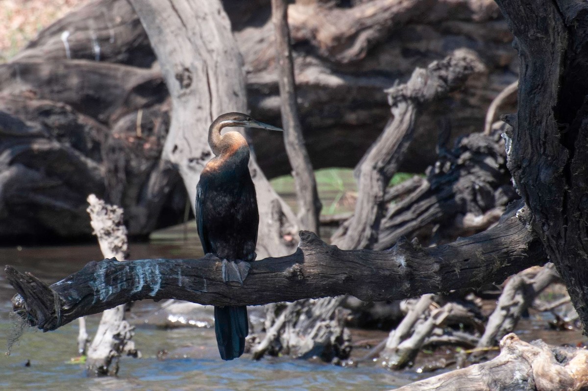 Afrika-Schlangenhalsvogel - ML646791736