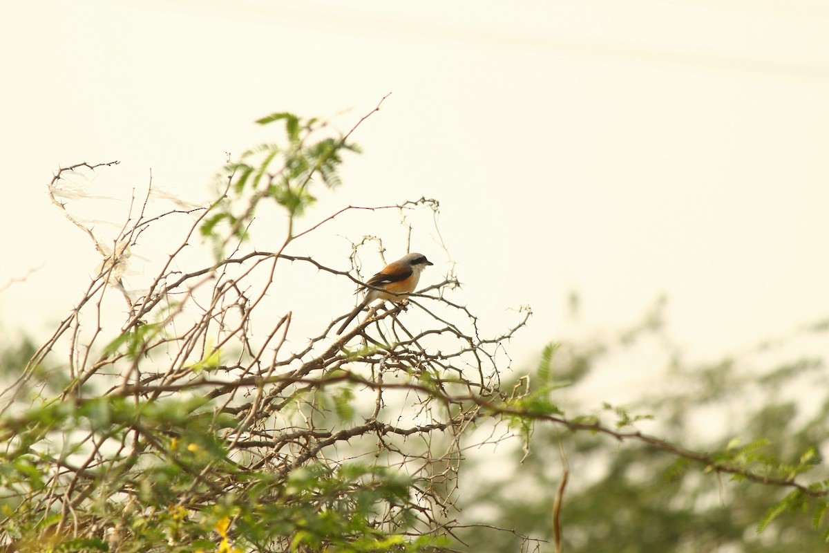 Bay-backed Shrike - ML646791737
