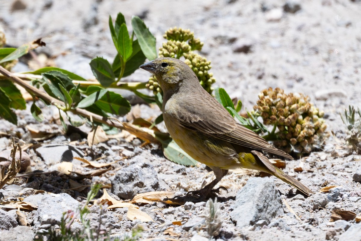 Оливковый зерноед - ML646791738