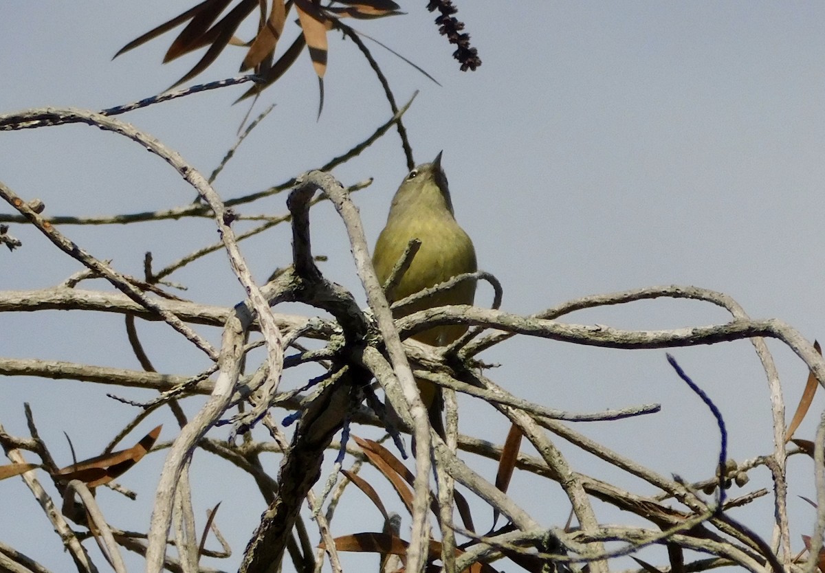 Paruline à croupion jaune - ML646791739