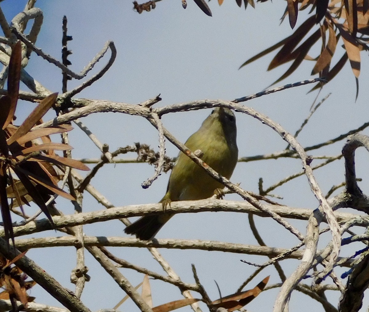 Paruline à croupion jaune - ML646791740