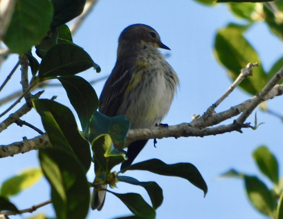 Paruline à croupion jaune - ML646791741