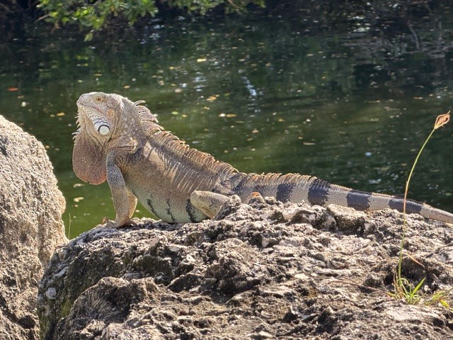 Animals - ML646791743