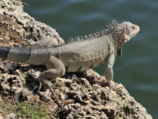 Animals - ML646791744