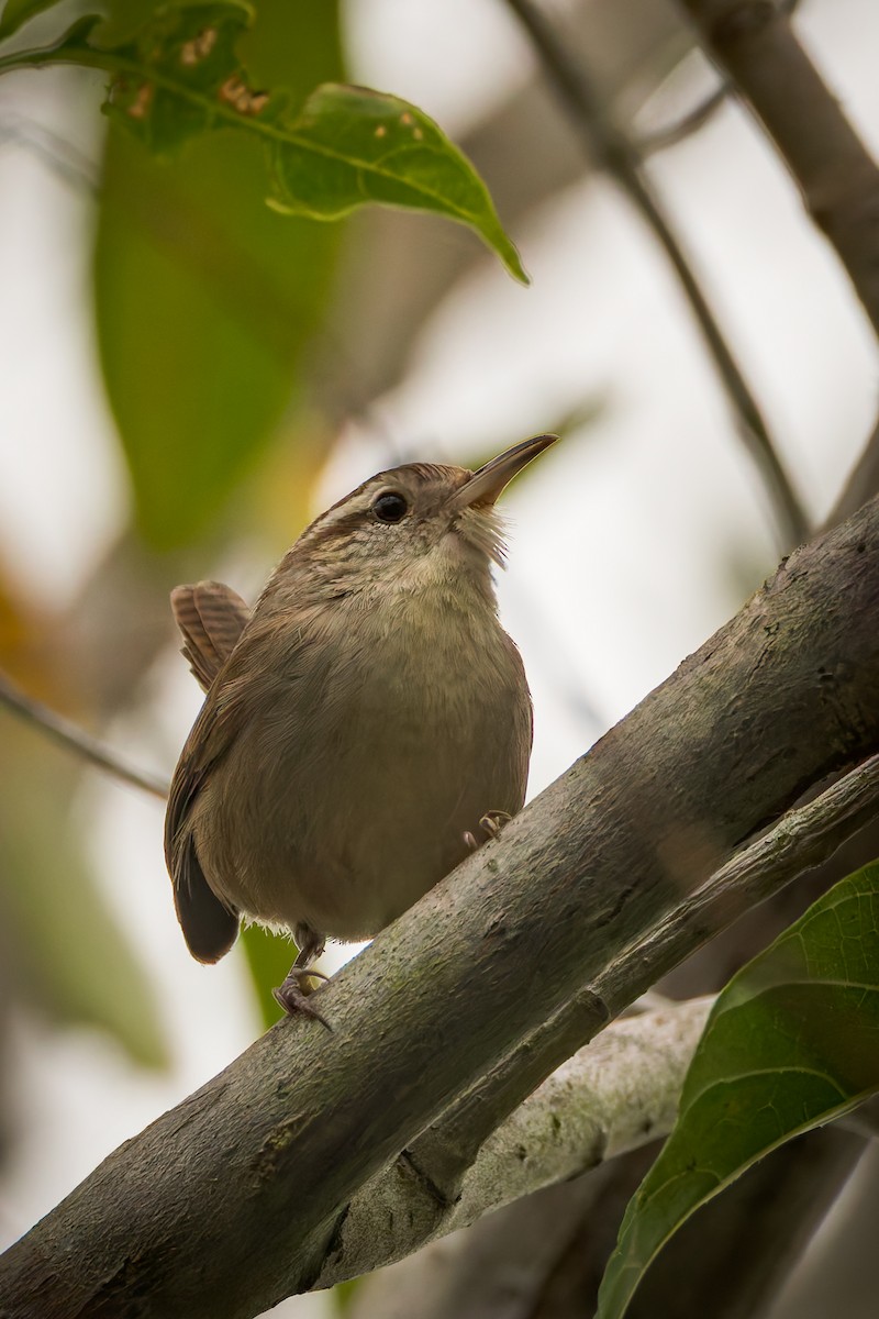 White-bellied Wren - ML646791748