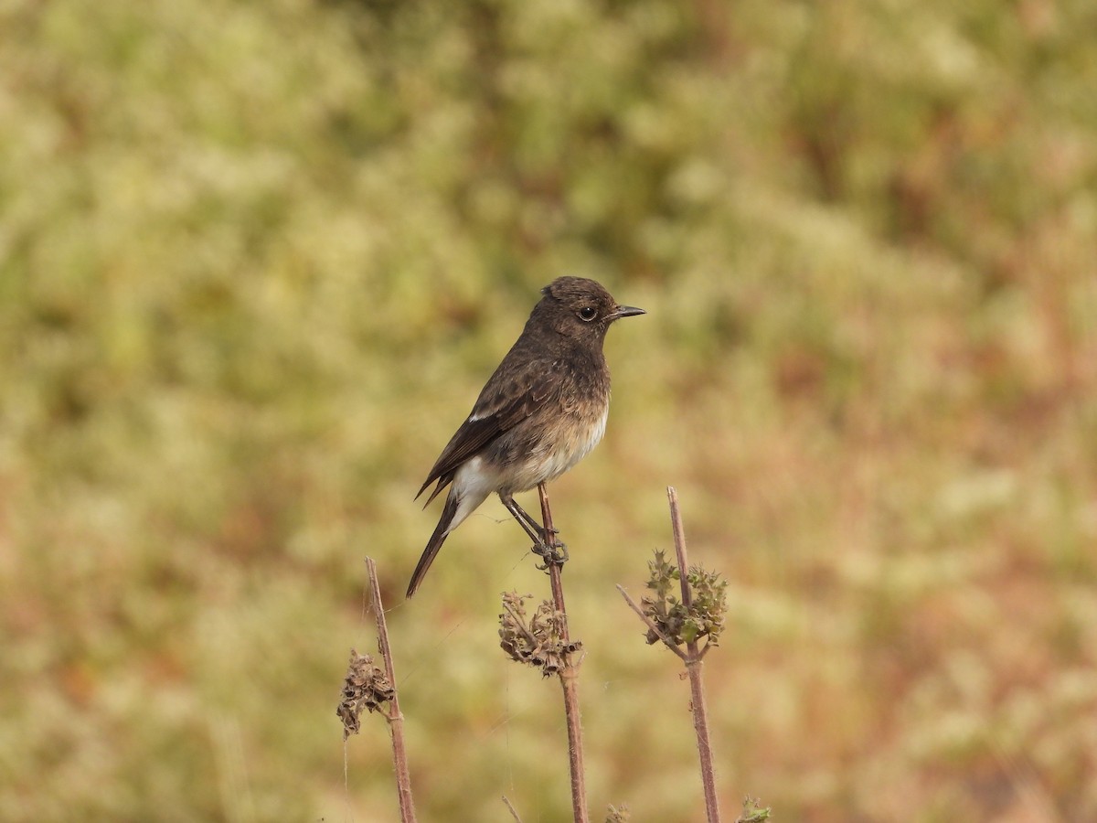 Kara Taşkuşu - ML646791751