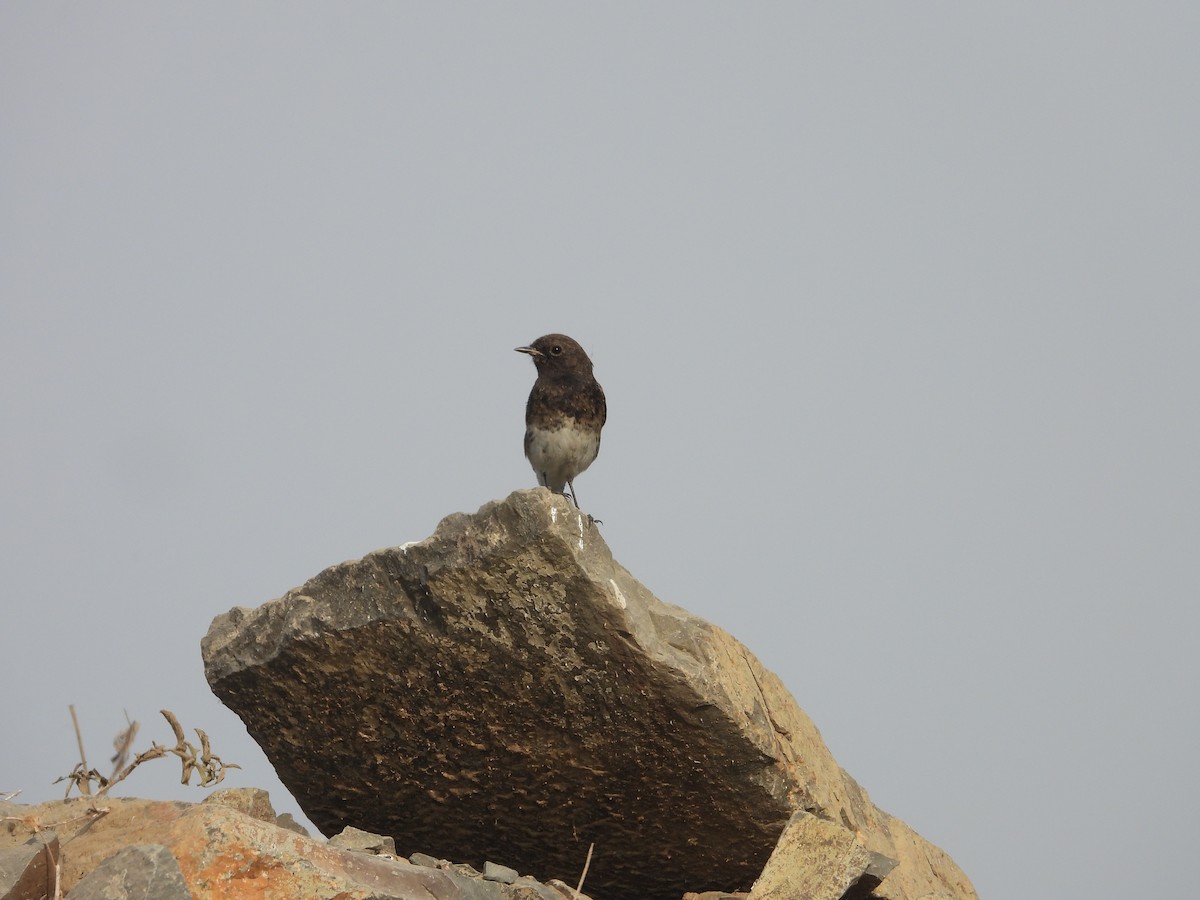 Kara Taşkuşu - ML646791752