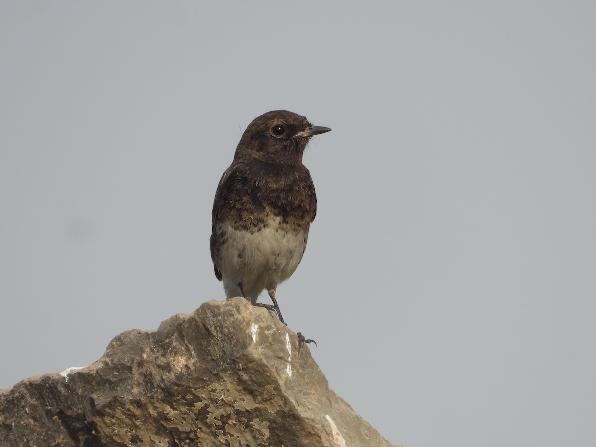 Kara Taşkuşu - ML646791753