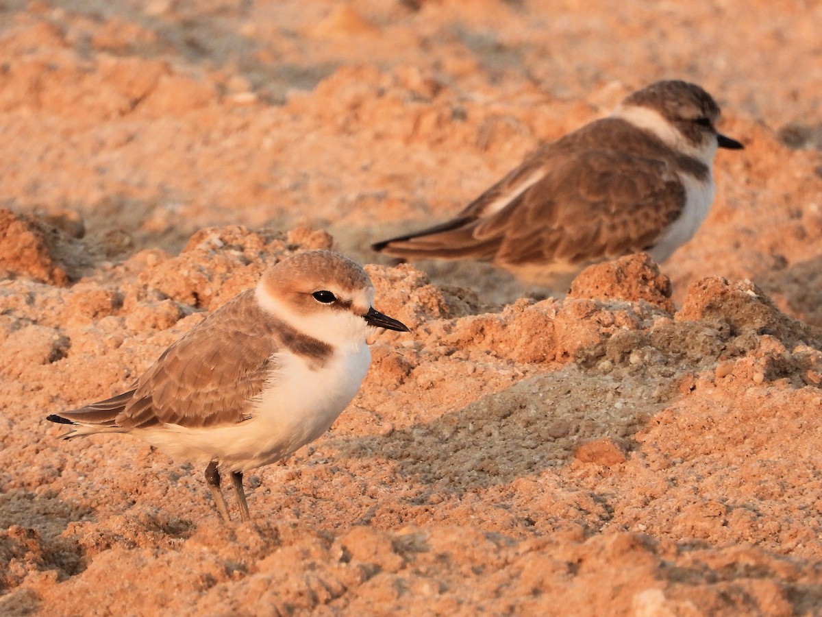 Kentish Plover - ML646791754