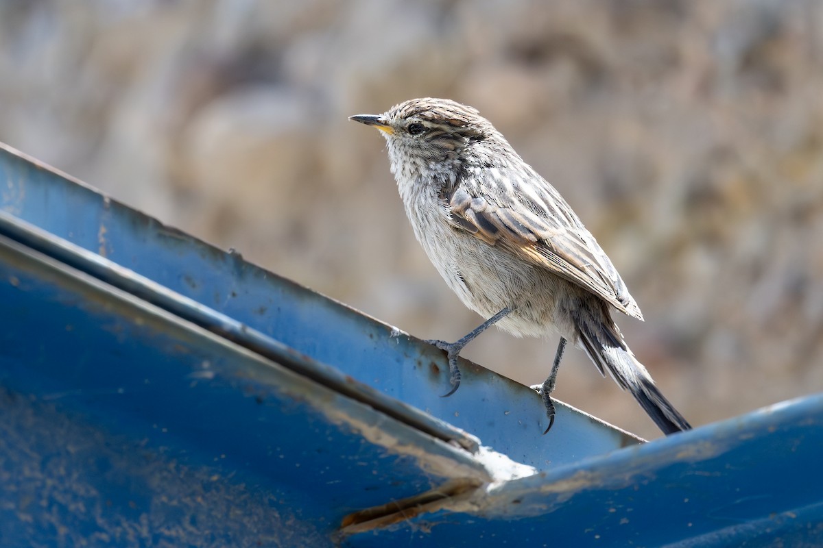 Сікора світлогорла - ML646791756