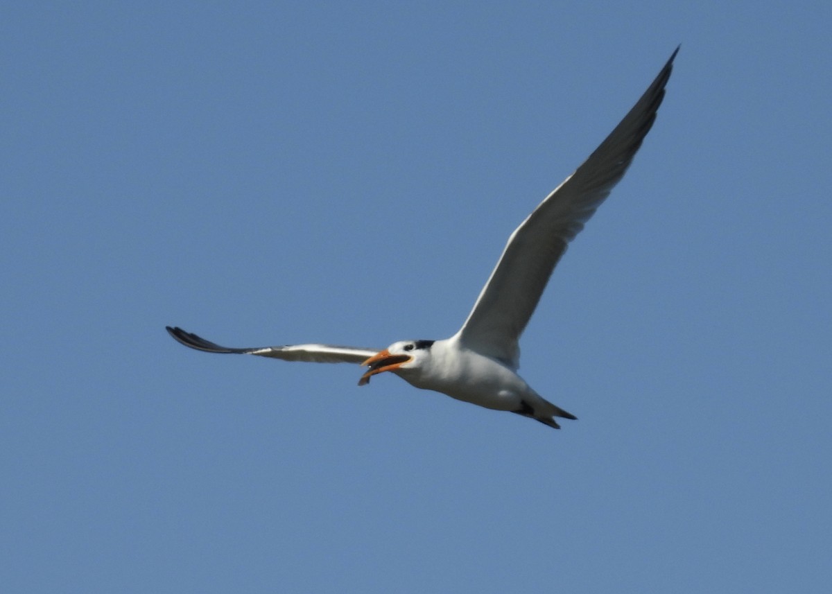 Royal Tern - ML646791757
