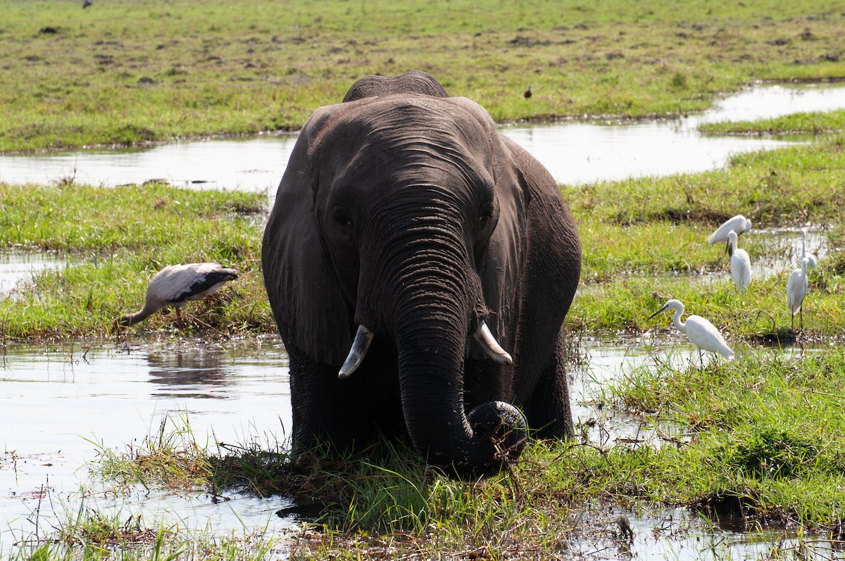 Nimmersatt - ML646791759