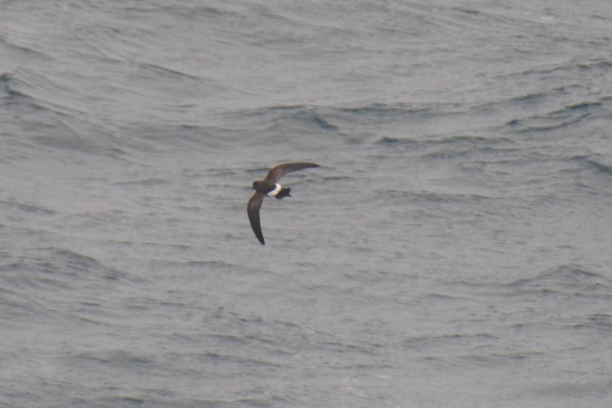 svartbukstormsvale - ML646791760