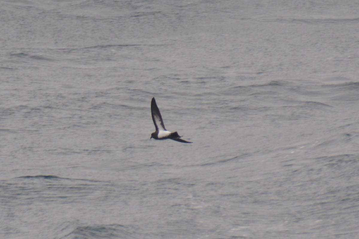 svartbukstormsvale - ML646791761