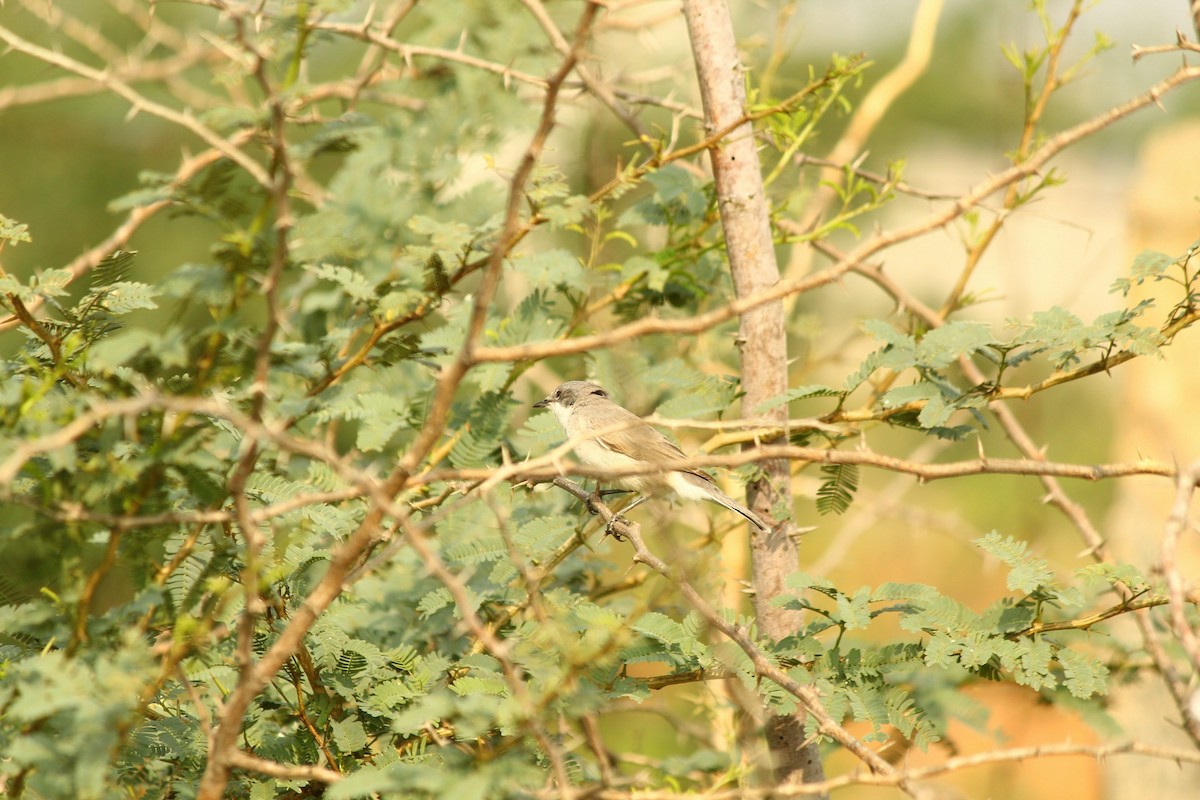 Lesser Whitethroat - ML646791762
