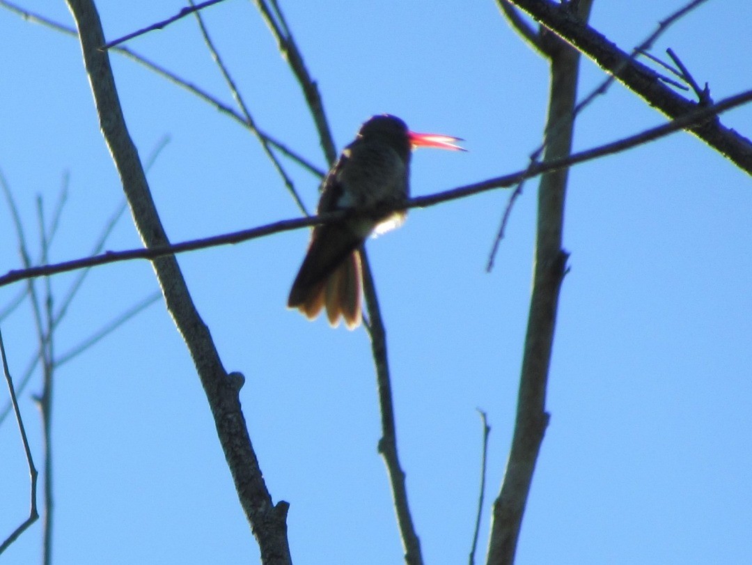 Gilded Hummingbird - ML646791763