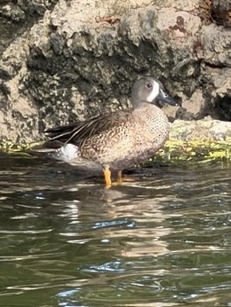 Blue-winged Teal - ML646791767