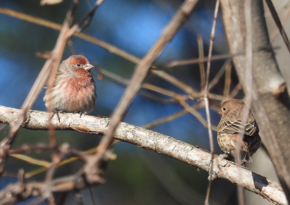 House Finch - ML646791768