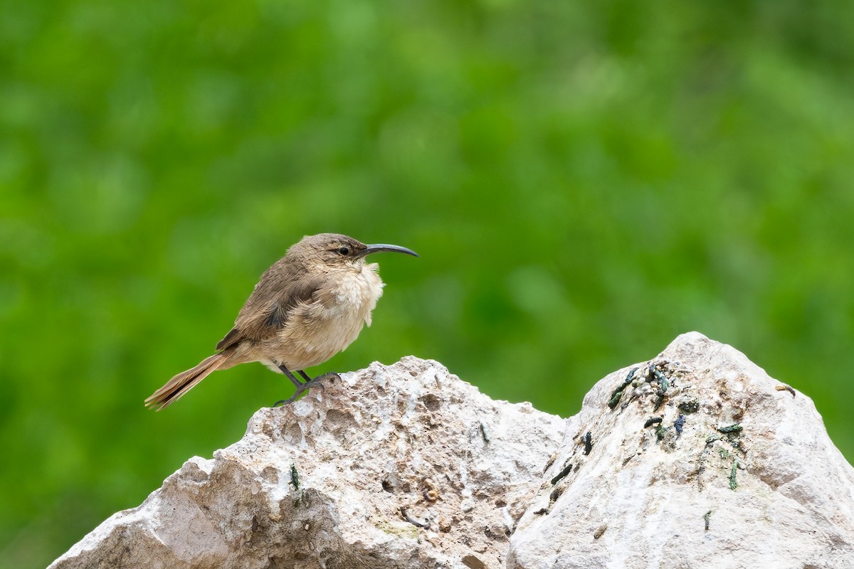 Buff-breasted Earthcreeper - ML646791769