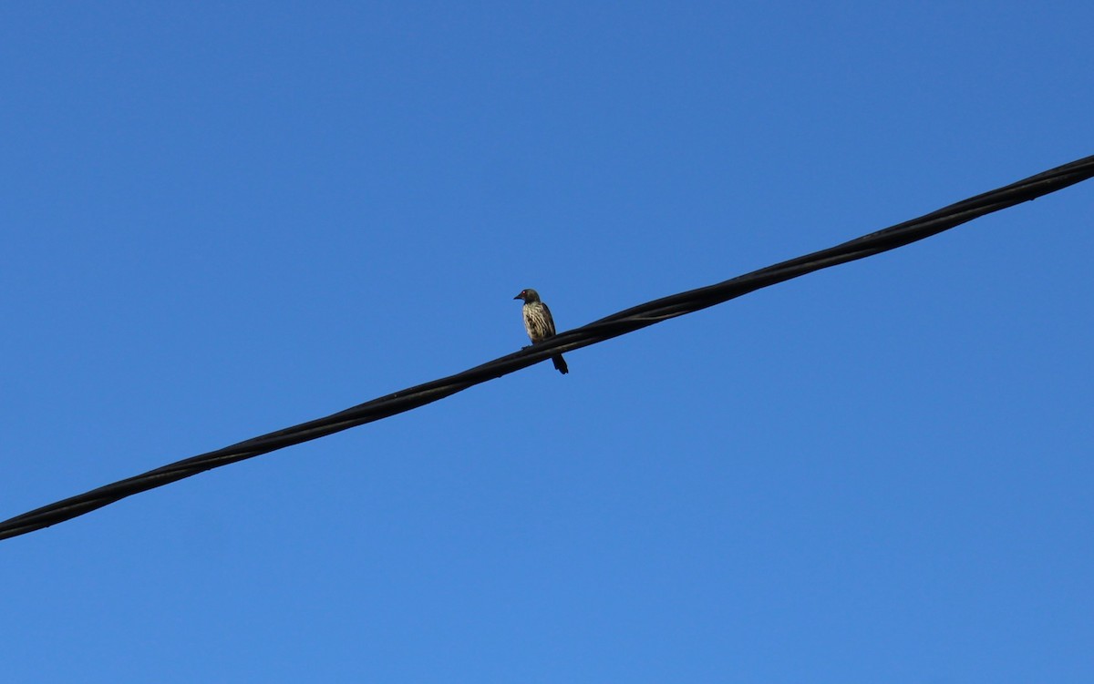 Asian Glossy Starling - ML646791771