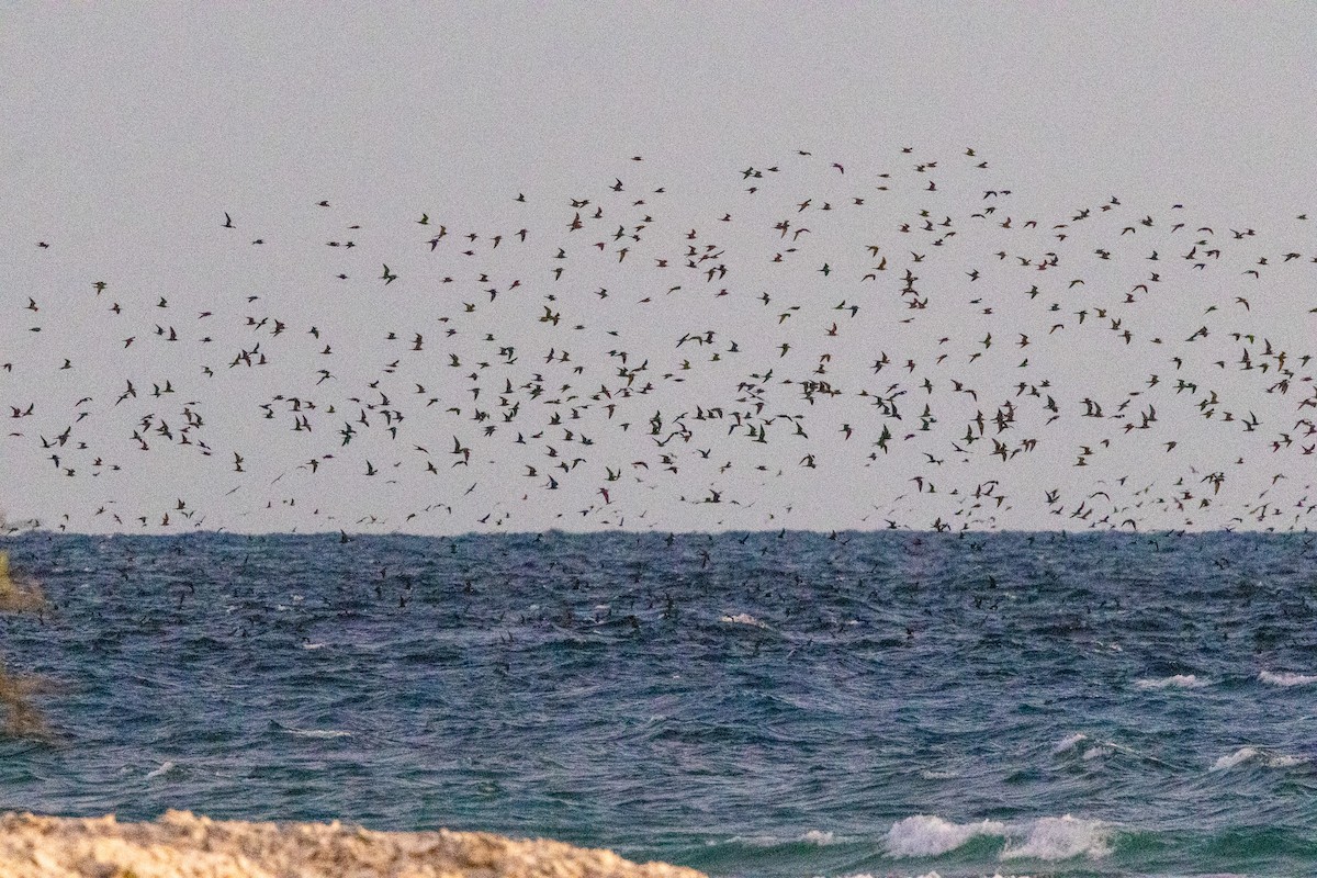 svartnoddy - ML646791772