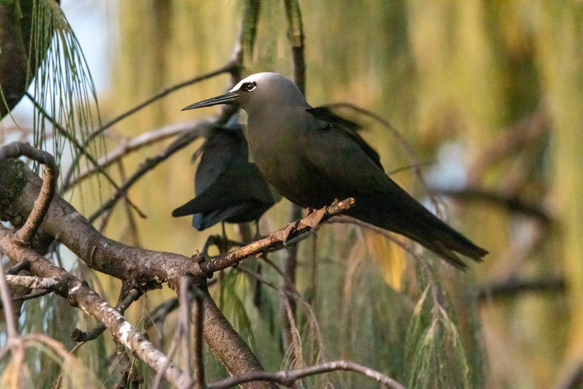 svartnoddy - ML646791774