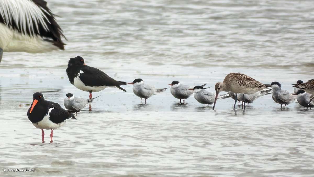 Pfuhlschnepfe - ML646791777