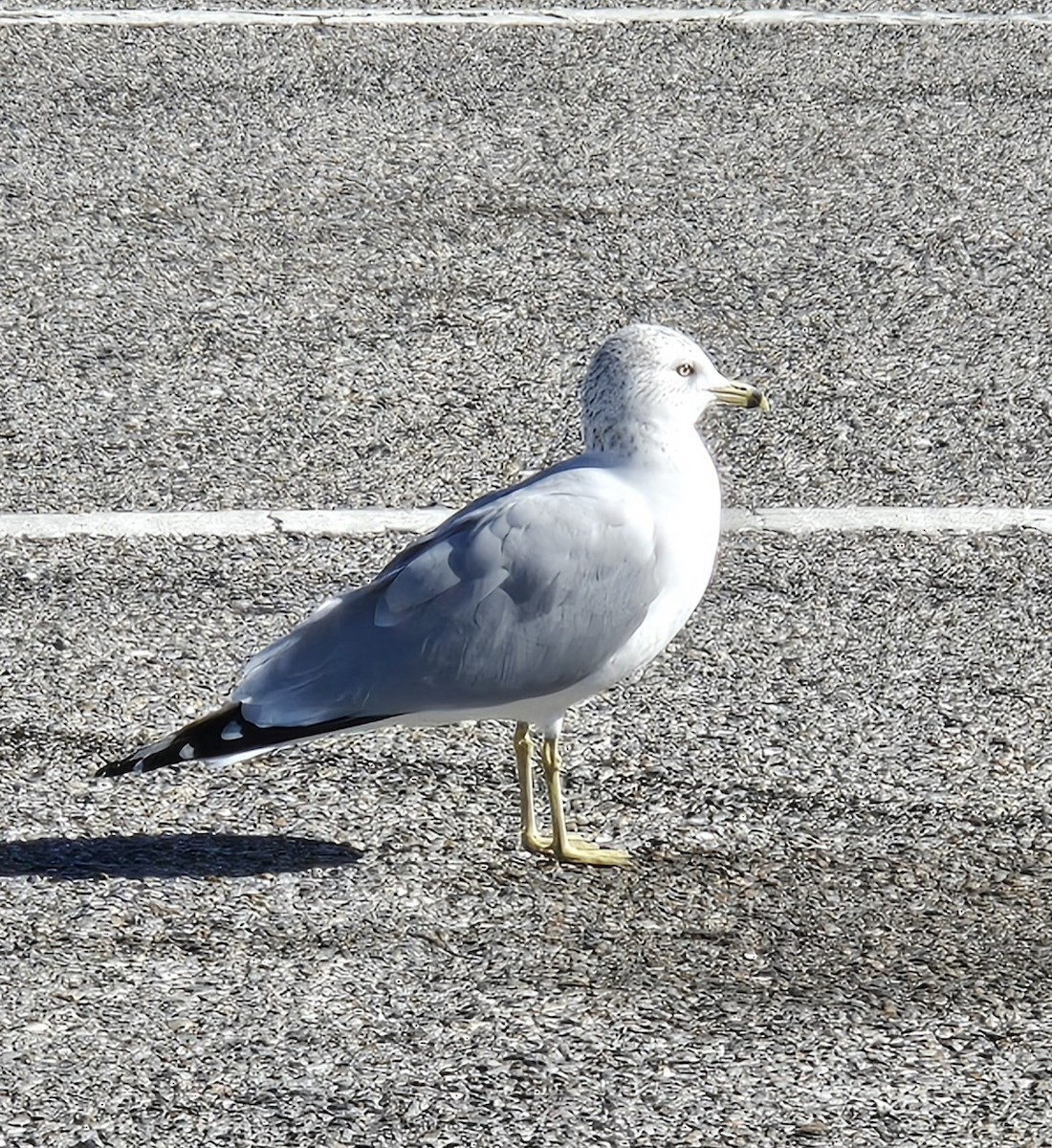 Ringschnabelmöwe - ML646791778