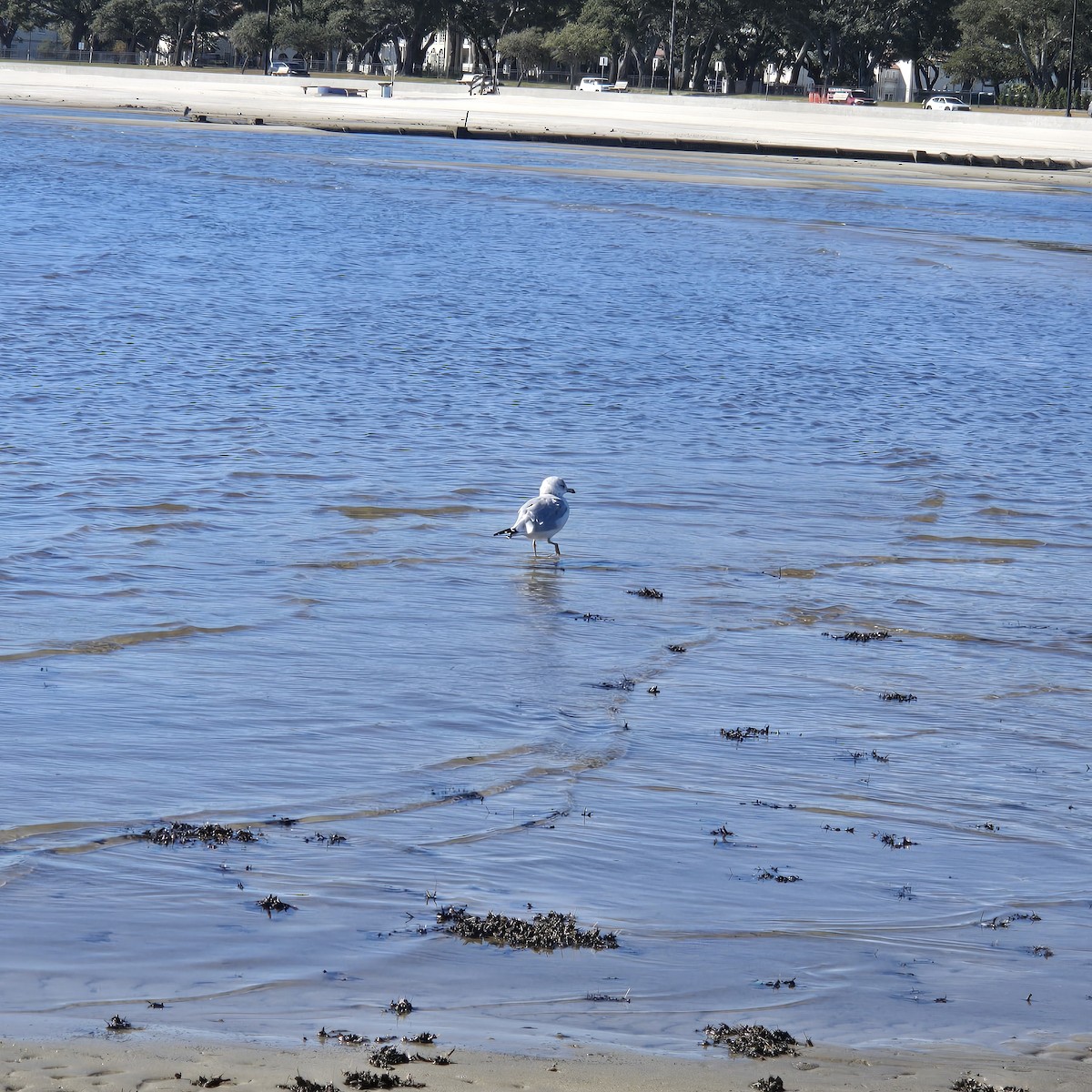 Ringschnabelmöwe - ML646791779