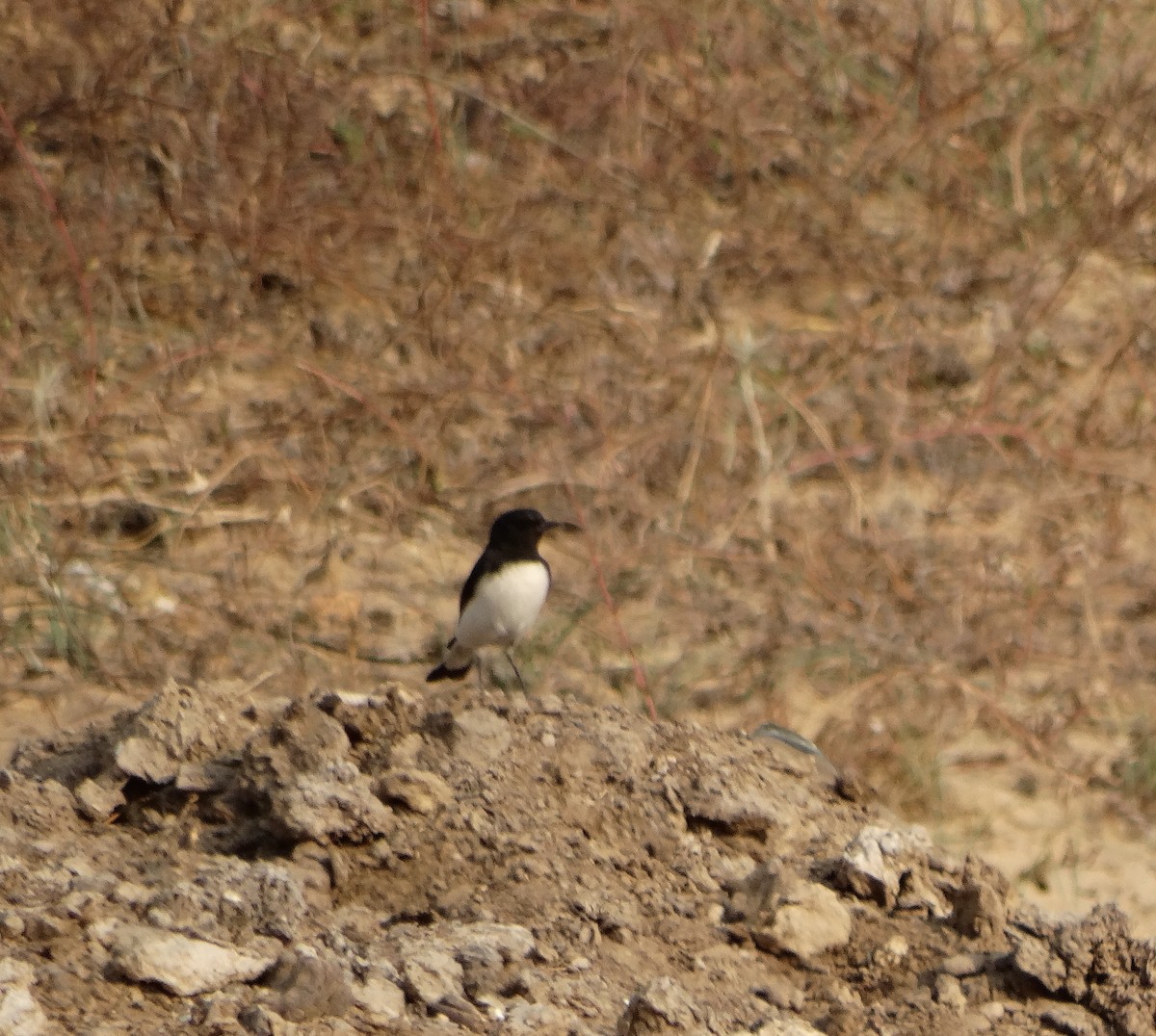 Variable Wheatear - ML646791781