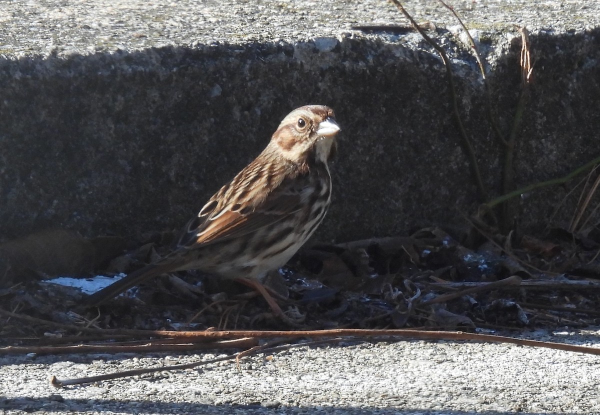 Song Sparrow - ML646791782