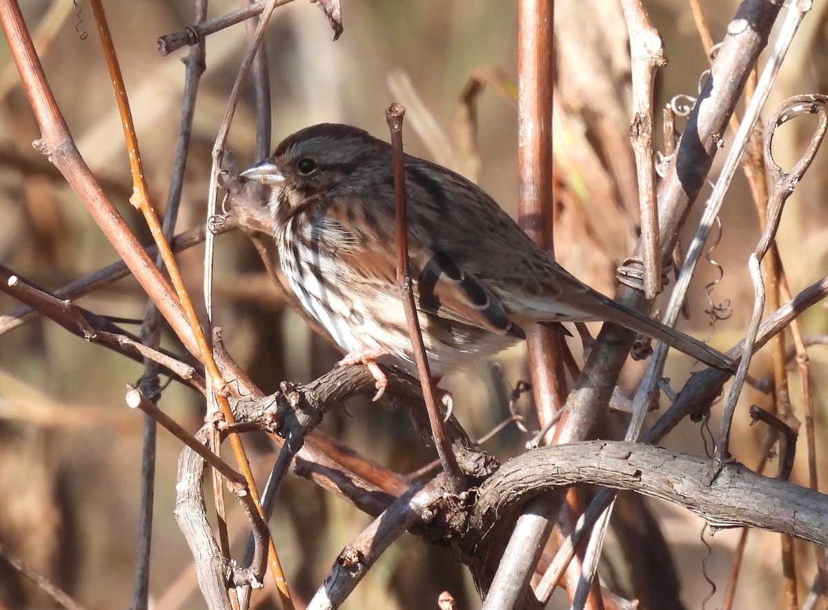 Song Sparrow - ML646791783