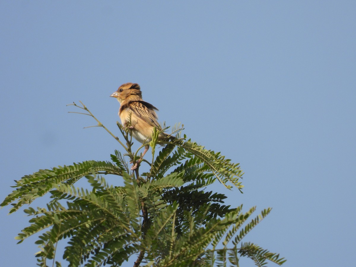 Baya Dokumacısı - ML646791785