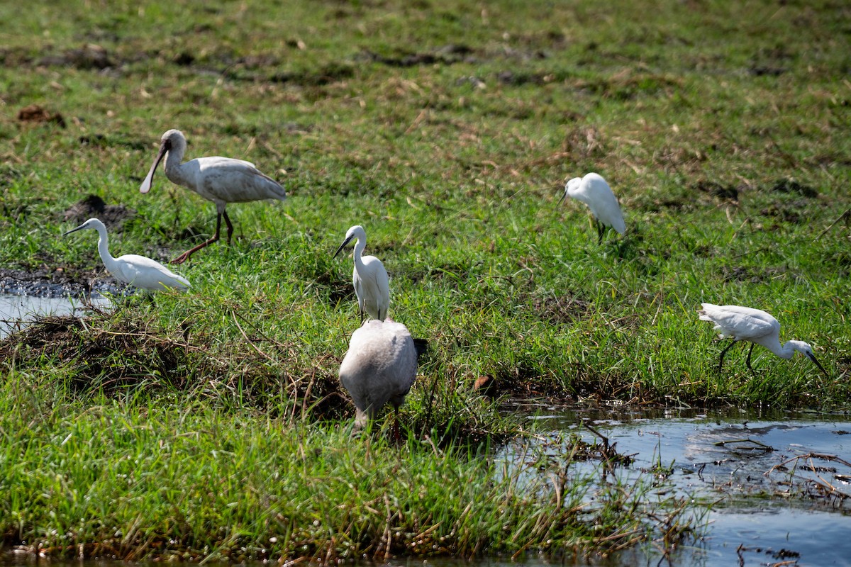 Seidenreiher - ML646791787