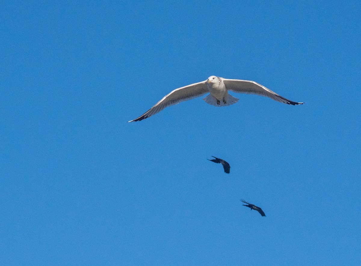 Goéland de Californie - ML646791788