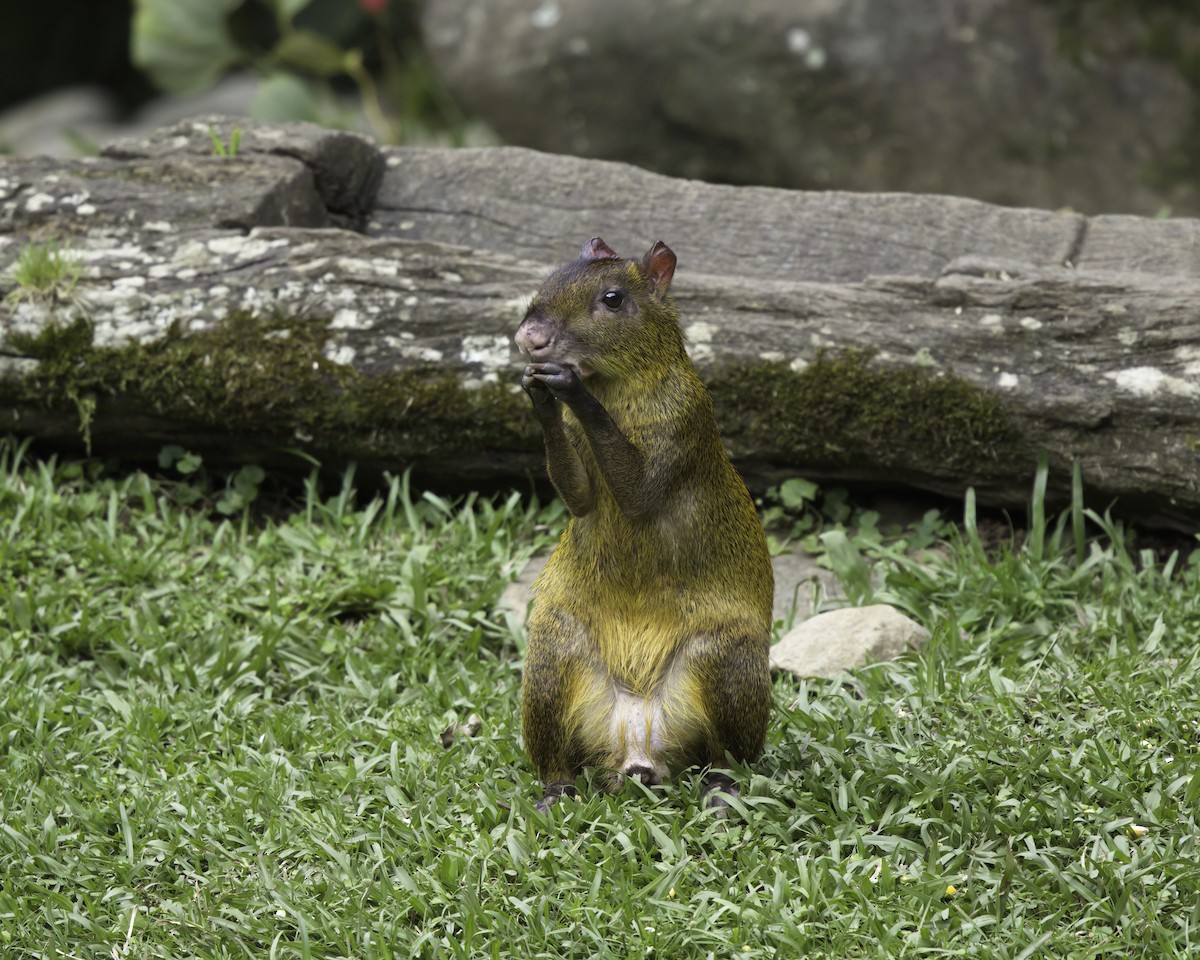 Central American Agouti - ML646791793