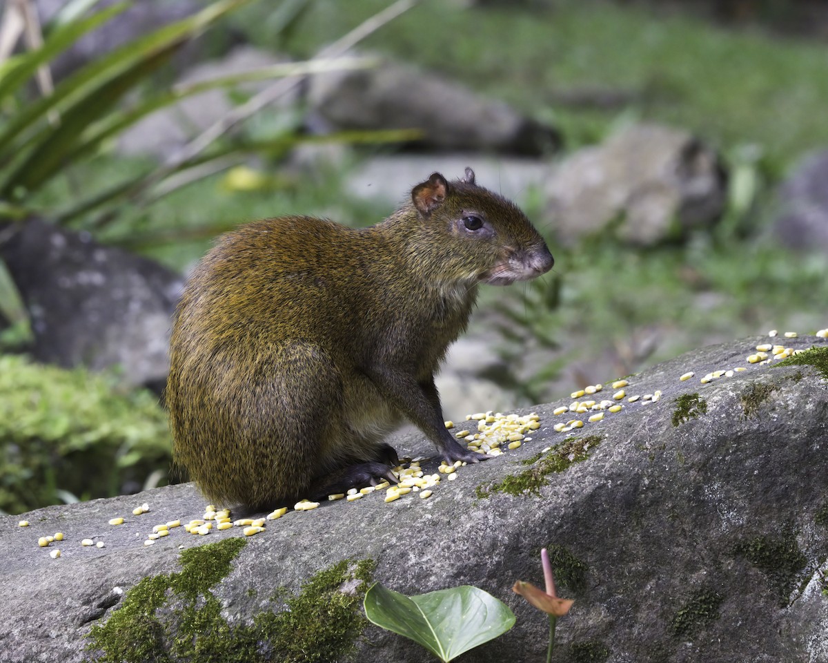 Central American Agouti - ML646791795