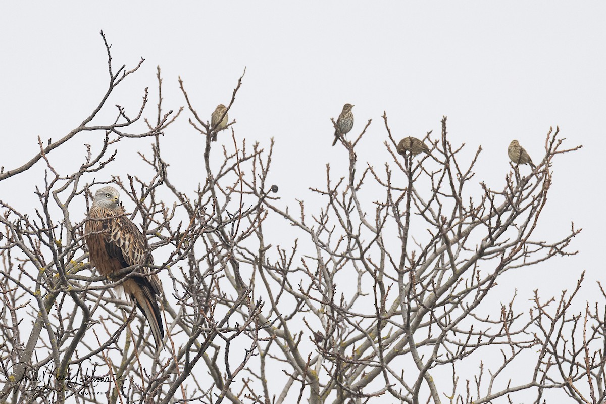 Красный коршун - ML646791799