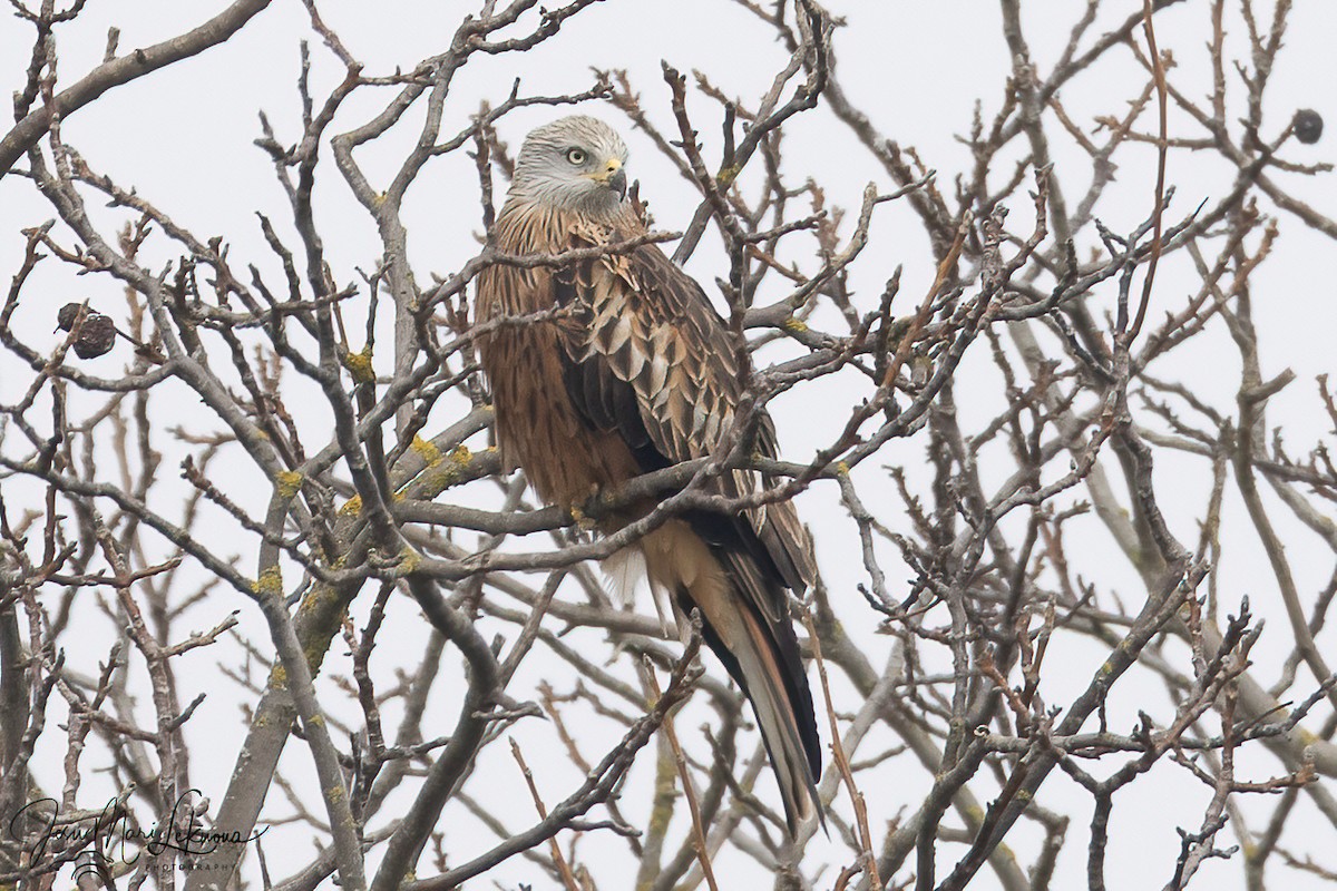 Красный коршун - ML646791800