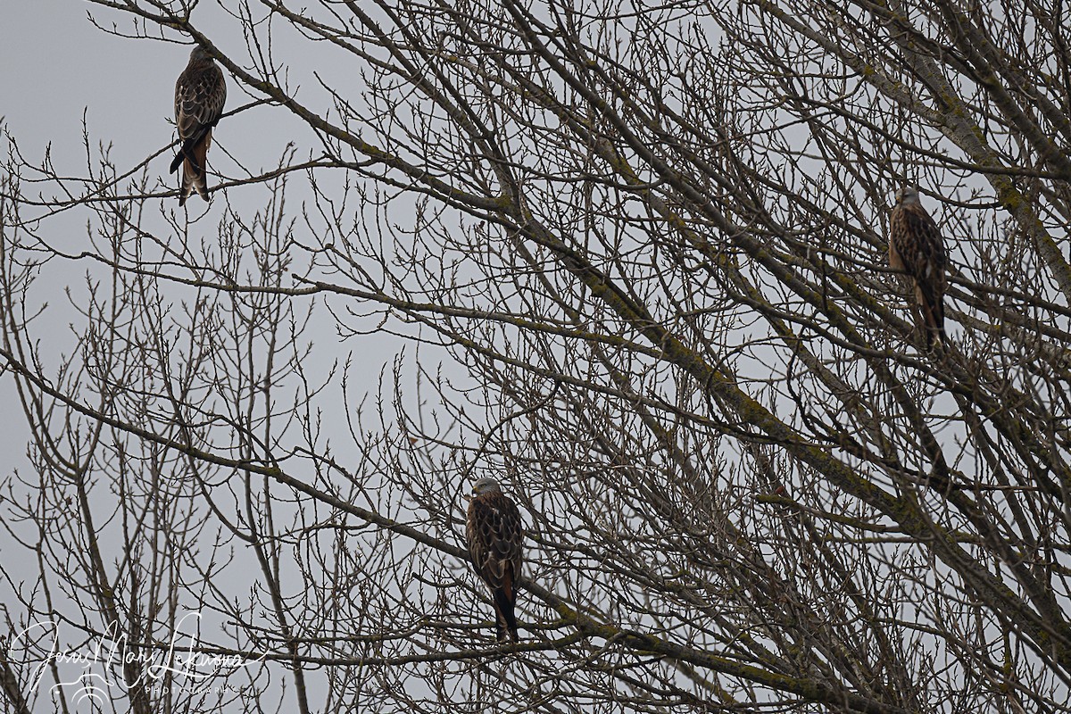 Красный коршун - ML646791801