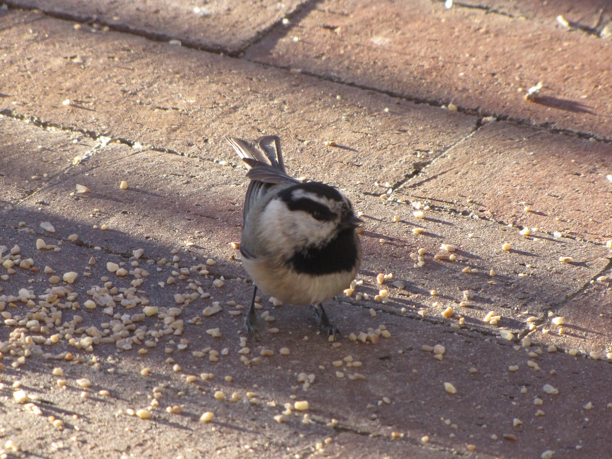 Mountain Chickadee - ML646791802