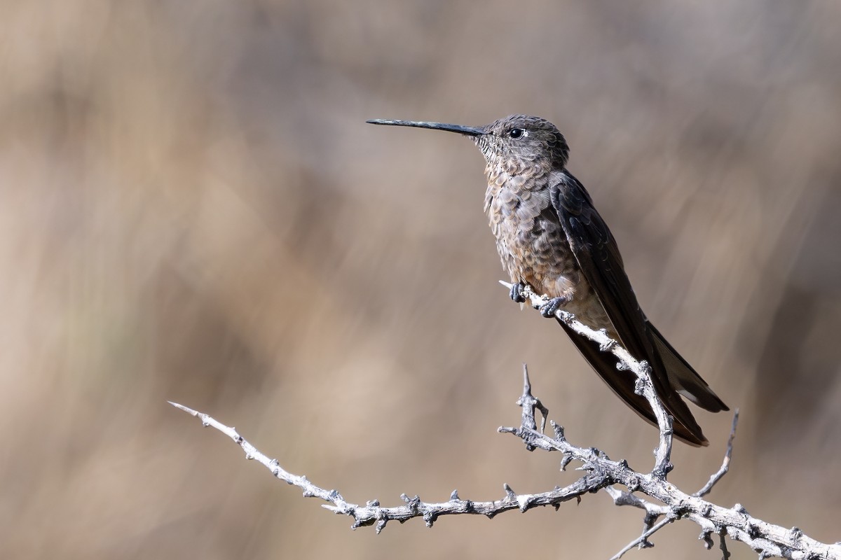 Giant Hummingbird - ML646791807