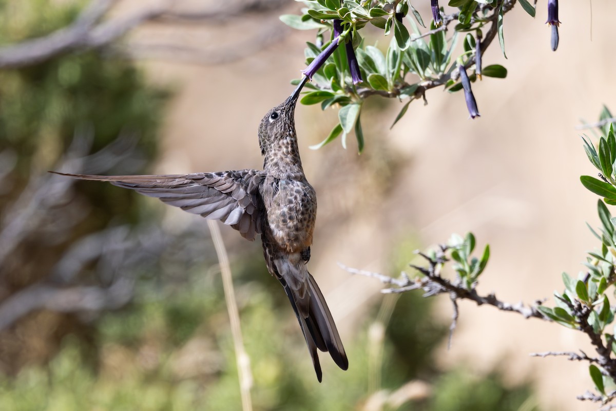 Giant Hummingbird - ML646791808