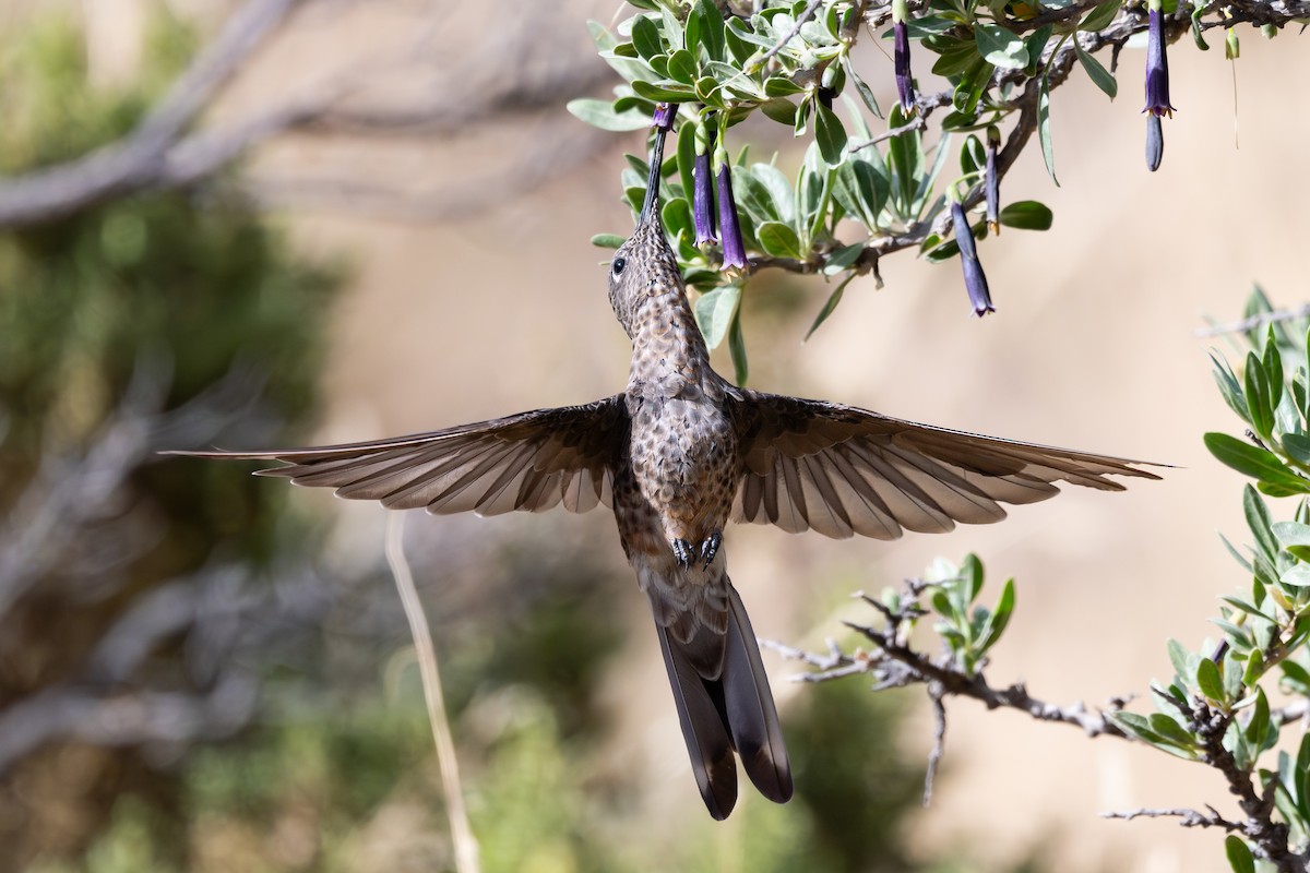 Giant Hummingbird - ML646791809