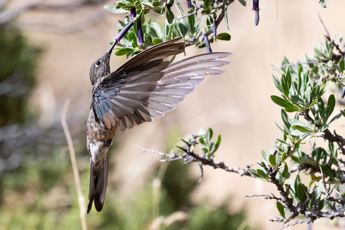 Giant Hummingbird - ML646791810