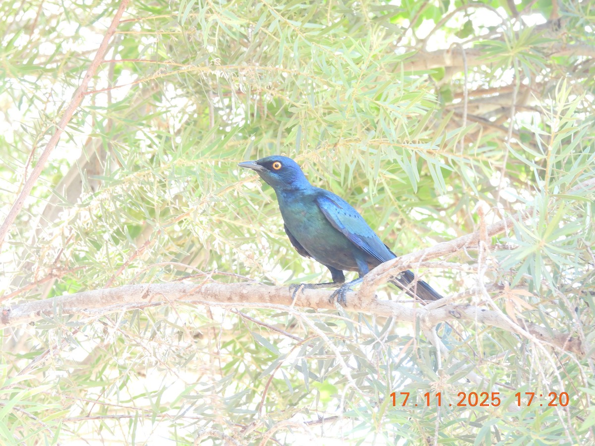 Ak Kanatlı Kızılkanat - ML646791811