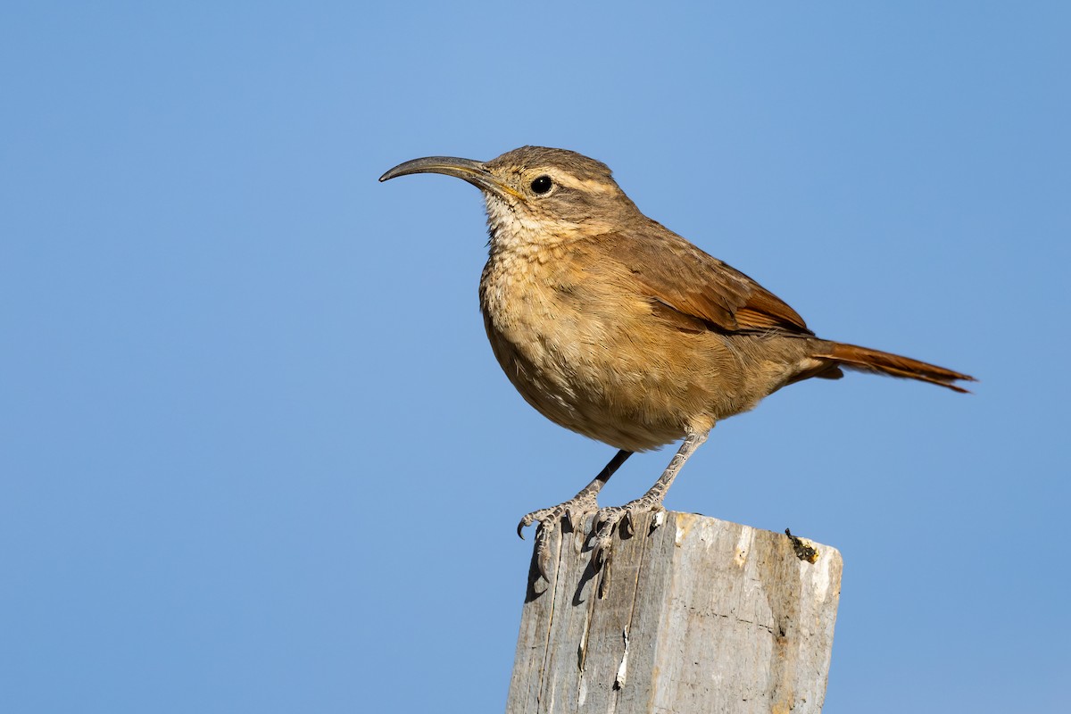White-throated Earthcreeper - ML646791813